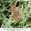 melitaea phoebe female dagestan maydanskoe